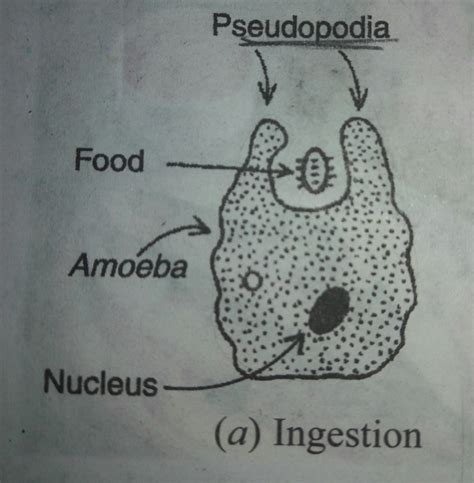 What is pseudopodia?Does it have any role in the process of nutrition ...