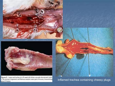 Infectious bronchitis and Infectious Laryngeo tracheitis Disease in Poultry | PPT