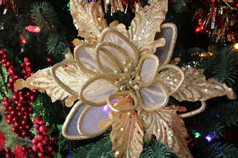 Gold Poinsettia Christmas Flower Free Stock Photo - Public Domain Pictures
