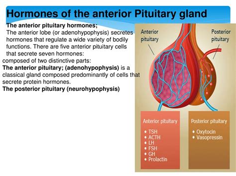 PPT - ENDOCRINOLOGY PowerPoint Presentation, free download - ID:8789259