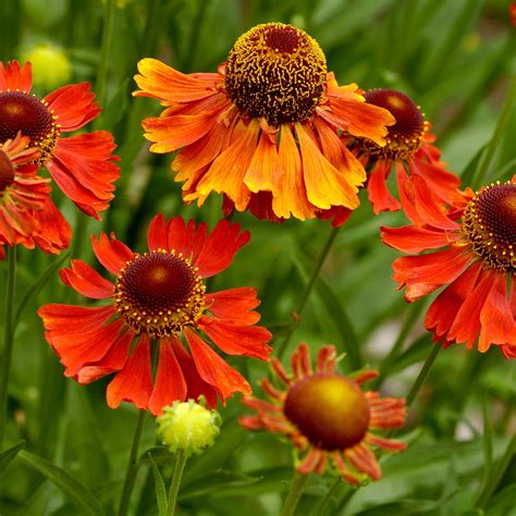 Helenium 'Tom' 1.5L | Herbaceous perennials, Full sun flowers, Perennials