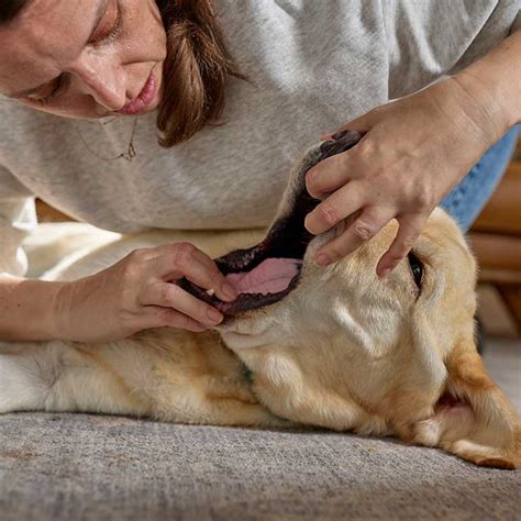 Anesthesia Airway Medicine Given Dog 的图像结果