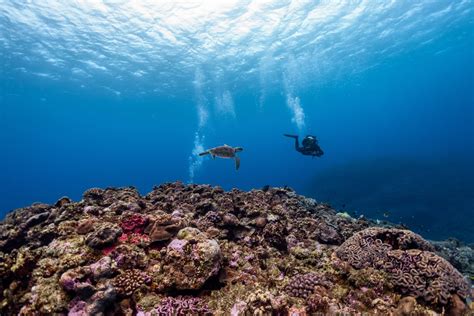 Scuba Diving in Malaysia 2026: Complete Guide for Beginners & Pros