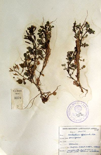 nasturtium_officinale