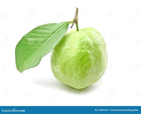 Guava with leaf stock photo. Image of beautiful, leaf - 17482616