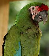 Image result for Parrot Type Birds