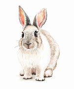 Image result for Bunny Rabbit Illustrations