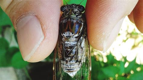 What Does A Cicada Bug Look Like at Margaret Burgin blog
