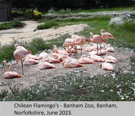 Chilean Flamingo