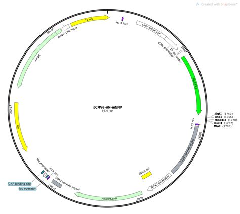 Pcambgfp Vector Map 的图像结果