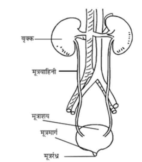 कक्षा 7 विज्ञान ,पाठ 11 जंतुओं और पादप में परिवहन इन हिन्दी ...