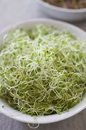Image result for sprout