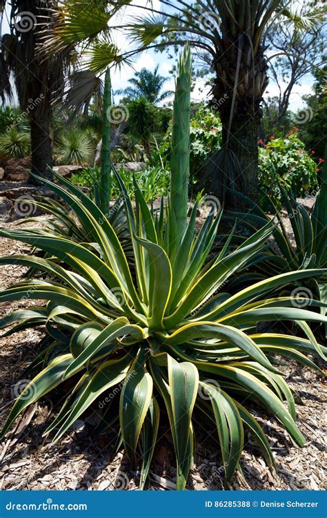 Agave with flower stalk stock photo. Image of medical - 86285388
