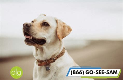 Dog Bite Claims: Los Angeles - Dordulian Law Group