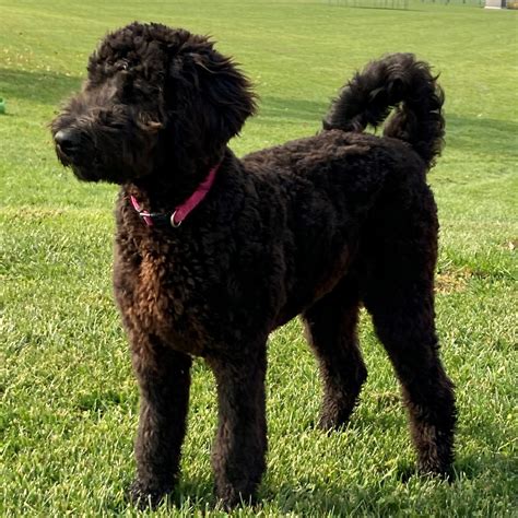 Black Goldendoodle