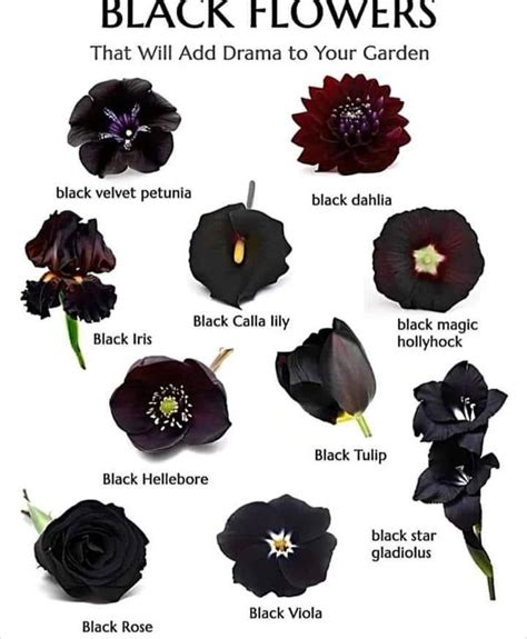 Pin by William Endress on tiny home ideas | Goth garden, Black flowers ...