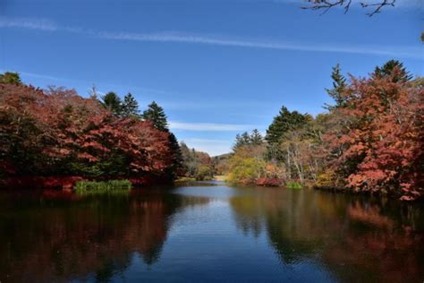 雲場池(2017年11月上旬) – 花と緑を求めて