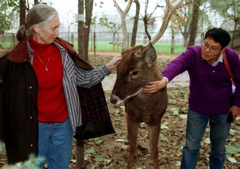 Globe readers remember Jane Goodall and the power of kindness - The ...