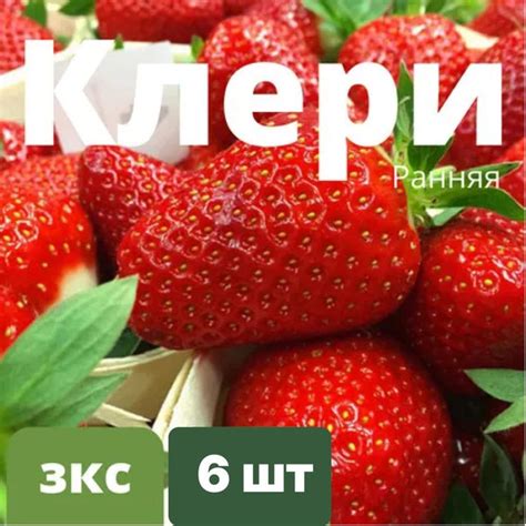 Клубника "Клери" (ранний срок созревания) ПРОМЫШЛЕННЫЙ СОРТ 6 штук ...