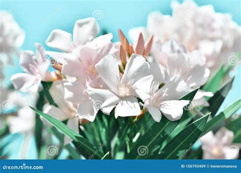 Blooming White Oleander Flowers Oleander Nerium. Stock Image - Image of ...