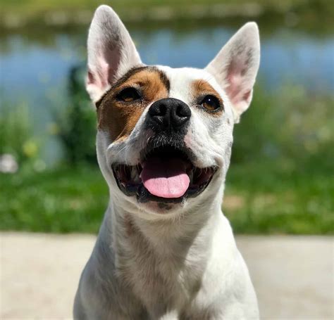 The Adorable Shiba Corgi Mix: Everything You Need to Know
