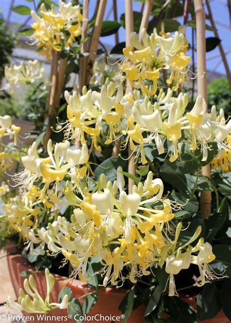 Scentsation' - Honeysuckle - Lonicera periclymenum | Honeysuckle plant ...
