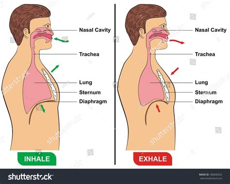 Respiration Inhalation Exhalation Stock Illustration 108606032 | Shutterstock