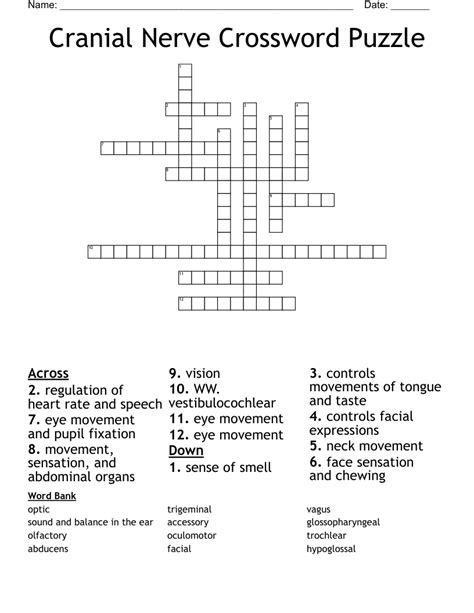 Cranial Nerve Crossword Puzzle - WordMint