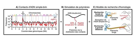 Comment Reprogrammer ADN 的图像结果