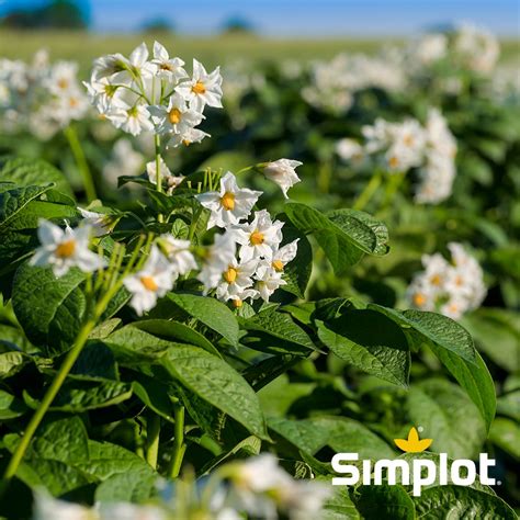 J.R.simplot Potatoes 的图像结果