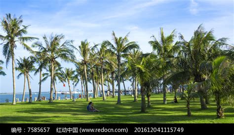 椰子树高清图片下载_红动中国