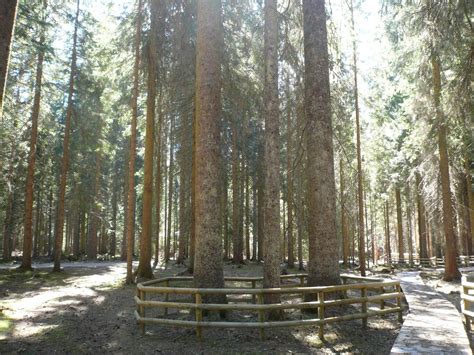 Dienstleistungen - Alberi Monumentali della Val Visdende - Cadore - Tre Cim