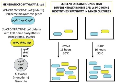 Exploiting Differences in Heme Biosynthesis between Bacterial Species ...