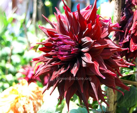 Mingus alex dahlia | Dahlia x hybrida