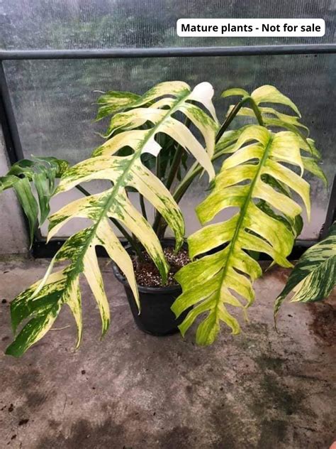 5 Easy Steps to Lush Epipremnum Growth: Master Pothos Care Today!