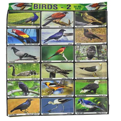 AFH Indian Birds Project Chart Sticker Pack of 2 Educational Sticker ...