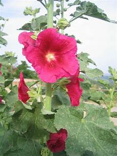 fiore di san giuseppe alcea rosea malvone roseo forum natura mediterraneo fiore di san giuseppe alcea rosea malvone roseo forum natura mediterraneo