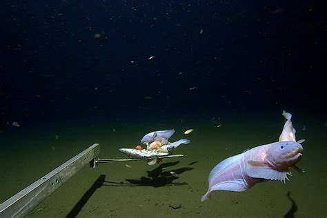 Deepest Fish Discovered More Than 5 Miles below the Sea Surface ...