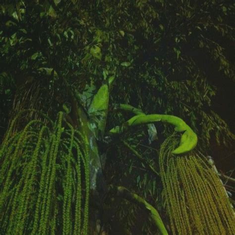 Image result for Alien Up Roots Tree