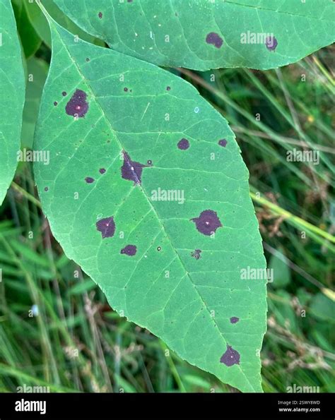 Ash Leaf Spot (Mycosphaerella fraxinicola), Fungi, McAlpine Creek ...