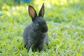 Image result for Cute Brown Baby Bunnies