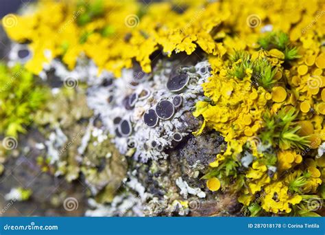 Physcia Aipolia Commonly Known As Hoary Rosette Lichen is a Species of Fungal Lichen in the ...