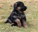 German Shepherd Puppies for Sale in Punjab, German Shepherd Breeders in ...