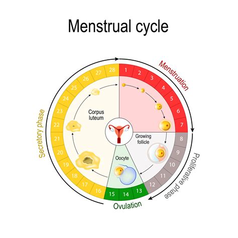 Fases del ciclo menstrual: ¿Qué ocurre y cuánto duran? | Eudona