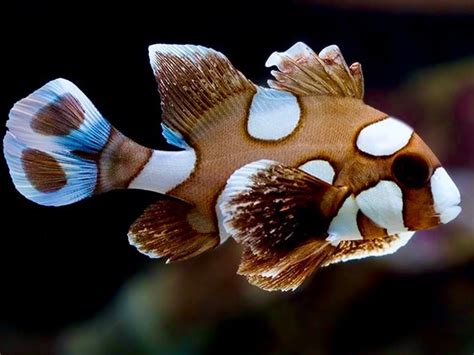 Chennai Aquarium - India’s #1 Online Aquarium & Aquascaping Store