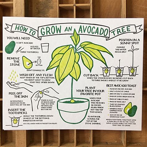 How To Grow An Avocado Tree Broadside | Growing an avocado tree ...