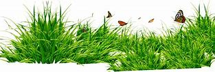 Image result for Wild Rabbit PNG