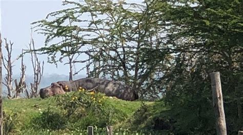 HIPPO SAFARIS RESORT (Naivasha) - Inn Reviews, Photos, Rate Comparison ...