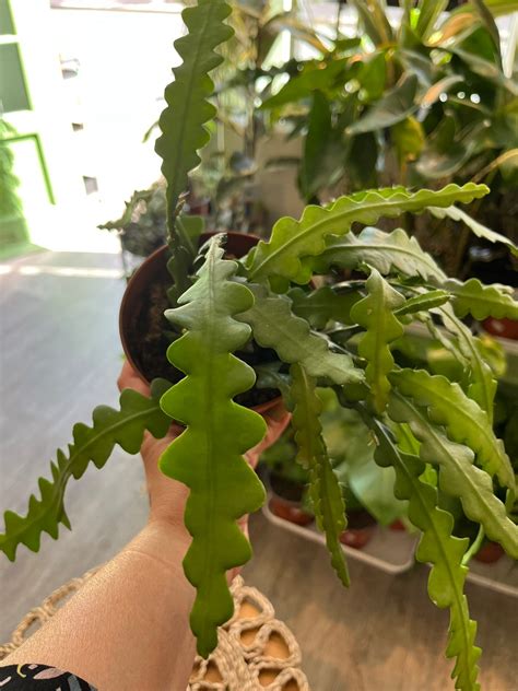 Fishbone Cacti – Fuchsia Green Shop