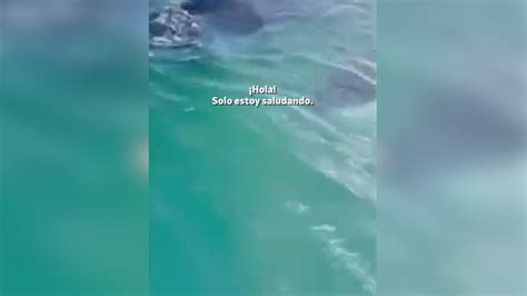 Ocho orcas rodean a una chica mientras hacía surf en Nueva Zelanda ...